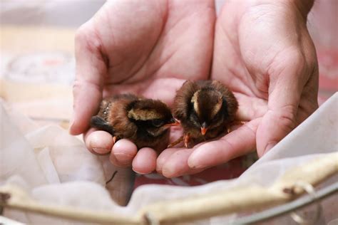 幼鳥死掉